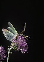 Praying Mantis (Empusa pennata) male on flower, Spain