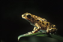 Strawberry Poison Dart Frog (Oophaga pumilio) on leaf, Bastimentos Island, Panama