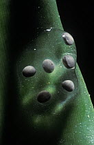 Strawberry Poison Dart Frog (Oophaga pumilio) egg cluster deposited on a plant stem, Panama