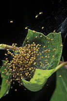Garden Spider (Araneus diadematus) web with hundreds of babies, Barcelona, Spain
