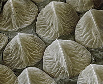Western Diamondback Rattlesnake (Crotalus atrox) SEM close-up of keeled scales on the head at 14x magnification