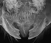 Carpenter Bee (Xylocopa violacea) SEM close-up of mandibles of at 14x magnification
