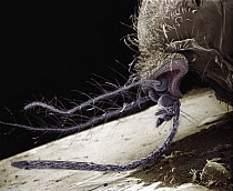 Mosquito (Aedes sp) SEM close-up of the head of a female showing the modified ovipositor used to obtain blood from host species, an appendage which does not exist among males