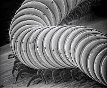 SEM close-up of a millipede at 70x magnification showing 2 pair of legs per body section, the attribute distinguishing this group from centipedes which have but a single pair of legs per section