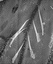 Mosquito (Aedes sp) SEM close-up of the hairy veins of a wing at 280x magnification