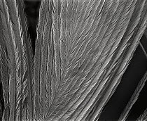 SEM close-up of a feather of a dove at 14x magnification