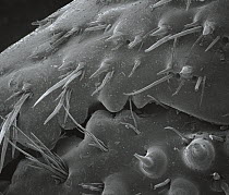 Right-handed Hermit Crab (Paguras sp) SEM close-up view of the claw at 14x magnification