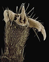 Honey Bee (Apis mellifera) SEM close-up view of the tip of a foot at 105x magnification