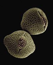 Common Nasturtium (Tropaeolum majus) SEM close-up view of pollen grains at 1400x magnification
