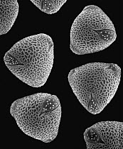Common Nasturtium (Tropaeolum majus) SEM close-up view of pollen grains at 1050x magnification