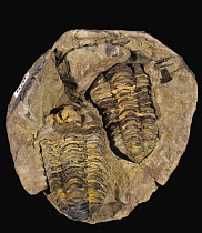 Trilobite (Flexicalymene sp) fossils of the Ordovician period 490 - 443 million years ago from Morroco