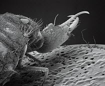 Antlion (Myrmeleontidae) SEM close-up view of larvae at 14x magnification