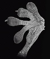Moorish Wall Gecko (Tarentola mauritanica) SEM close-up of foot of at 16.5x magnification