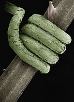 Rough Bindweed (Smilax aspera) SEM close-up view of the tendril wrapped around a branch of the same species at 12x magnification