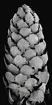 Italian Stone Pine (Pinus pinea) SEM close-up view of a male flower showing cone-shaped stamens at 14x magnification
