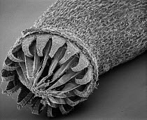 SEM close-up view of a moss sporangium with a spore emerging at 56x magnification