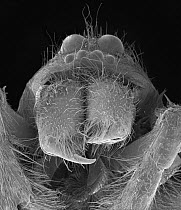 Wolf Spider (Lycosa tarantula) SEM close-up view of face at 14x magnification