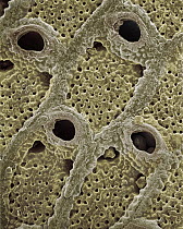 SEM close-up view of a skeletal fragment of a Bryozoan colony at 21x magnification, came from beach in Formentera, Balearic Islands, Spain