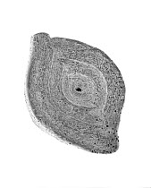 Foraminiferan (Quinqueloculina sp) SEM close-up view at 42x magnification, that came from a beach in Formentera, Balearic Islands, Spain