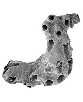 SEM close-up view of a skeletal fragment of a Bryozoan colony at 35x magnification that came from a beach in Formentera, Balearic Islands, Spain