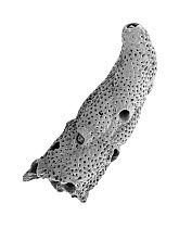 SEM close-up view of a skeletal fragment of a Bryozoan colony at 28x magnification that came from a beach in Formentera, Balearic Islands, Spain