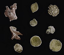 SEM close-up view of Foraminiferan group at 21x magnification, genuses Miniacina, Peneroplis, Quinqueloculina, Amphisorus, and Globigerina found on a beach in Formentera, Balearic Islands, Spain