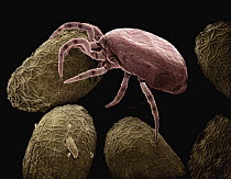 Mite (Blattisocius tarsalis) SEM close-up view of individual predating on eggs of Indian Meal Moth (Plodia interpunctella), this species is used to control population sizes of the moth, seen at 70x ma...