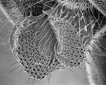 Fruit Fly (Drosophila melanogaster) SEM close-up view of proboscis at 105x magnification