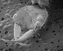 Antlion (Myrmeleontidae) SEM close-up view of larva at 21x magnification