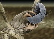 Sun Spider (Solifugae) SEM close-up view of spider attacking a crustacean