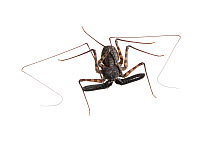 Tanzanian Giant Tailless Whipscorpion (Damon variegatus)