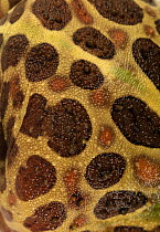 Ornate Horned Frog (Ceratophrys ornata) skin, Argentina