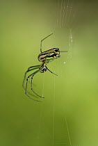 Orchard Spider (Leucauge sp) in web, Guatemala