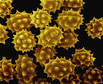 Chrysanthemum (Chrysanthemum sp) SEM close-up view of pollen at 560x magnification