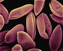Common Hyacinth (Hyacinthus orientalis) SEM close-up view of pollen at 700x magnification