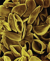 Daffodil (Narcissus sp) SEM close-up view of pollen on anther at 700x magnification
