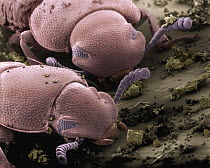 Confused Flour Beetle (Tribolium confusum) SEM close-up view of pair eating flour at 42x magnification