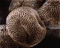 Scented Geranium (Pelargonium sp) SEM close-up view of pollen at 700x magnification