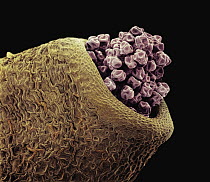 Willow (Salix sp) SEM close-up view of anther with pollen at 112x magnification