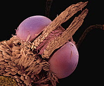 Indian Meal Moth (Plodia interpunctella) SEM close-up view of face at 420 magnification