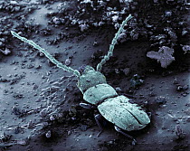 Rusty Grain Beetle (Cryptolestes ferrugineus) SEM close-up view at 21x magnification