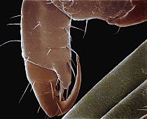 Human Louse (Pediculus humanus) SEM close-up view of prehensile leg and human hair at 210x magnification