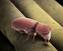 Beetle (Rhizopertha dominica) SEM close-up view on spaghetti at 21x magnification
