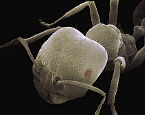 Harvester Ant (Messor sp) SEM close-up view at 14x magnification