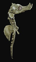 Short-snouted Seahorse (Hippocampus hippocampus), juvenile
