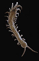 Stone Centipede (Lithobius sp) SEM close-up view at 11x magnification