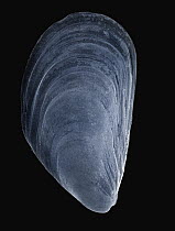 Mediterranean Mussel (Mytilus galloprovincialis) SEM close-up view at 10x magnification