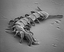 Stone Centipede (Lithobius sp) SEM close-up view at 21x magnification