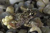 Mallorcan Midwife Toad (Alytes muletensis) male carrying eggs on back, Spain