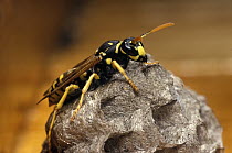 Paper Wasp (Polistes gallicus) on nest, Europe